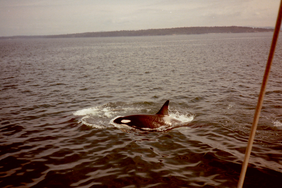 Orca Whale by James Speed Hensinger